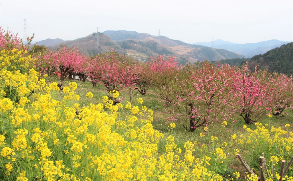 3/25(土)、26(日) 桃源郷のような「花桃の郷」、風のみち