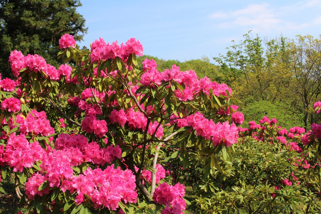 4/23(日) 飯山白山～七沢森林公園ハイキング