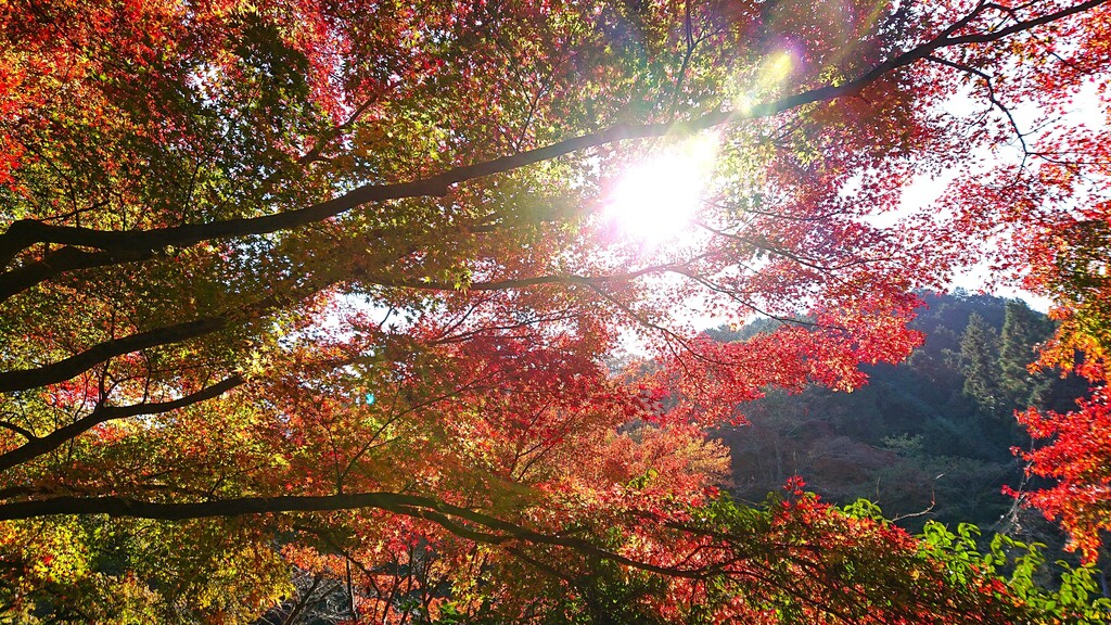 11/21(火) 紅葉の高尾山