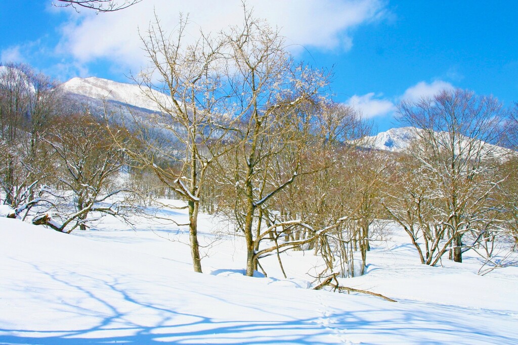 3/23(土)～24(日) ネイチャースキーツアー 妙高高原