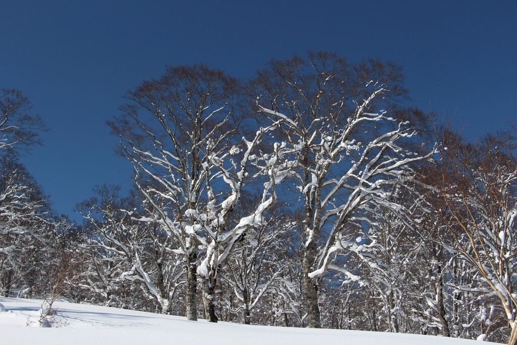 3/9(土)～10(日) スノーシューで楽しむ野沢温泉