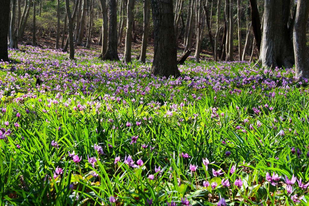 3/20(祝) みかも山・カタクリ群生地ハイキング