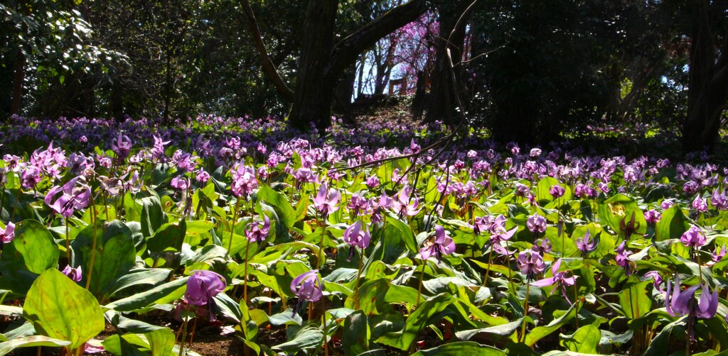 3/26(火) 城山かたくりの里～草戸山