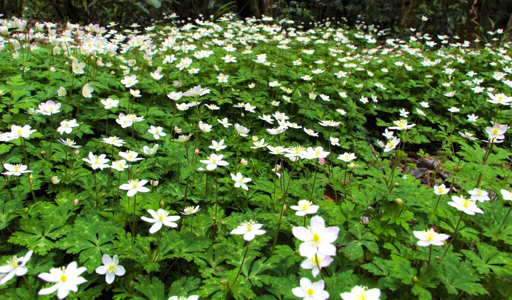 4/14(日) 高尾山の穴場～城山 春の花三昧！