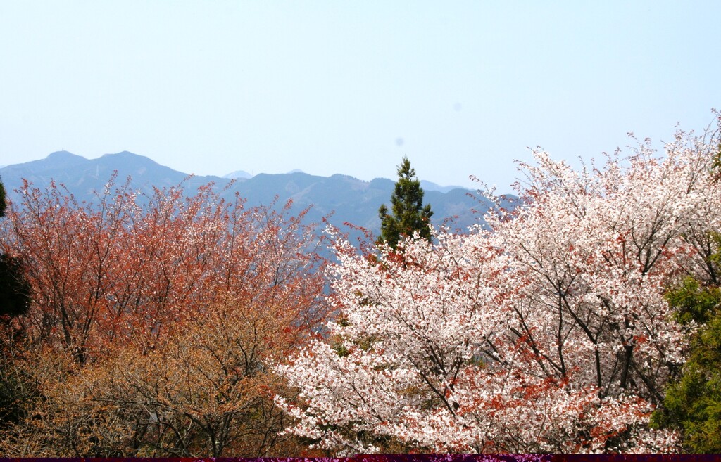 4/20(土) 秩父「美の山」里の春と山桜