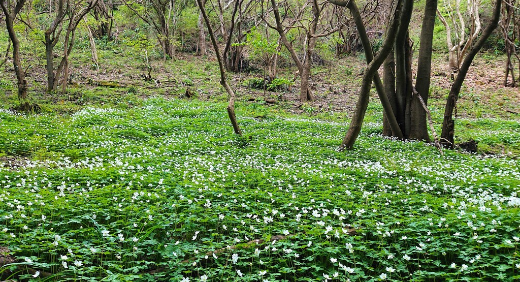 4/21(日) 南高尾ニリンソウ群落～草戸山