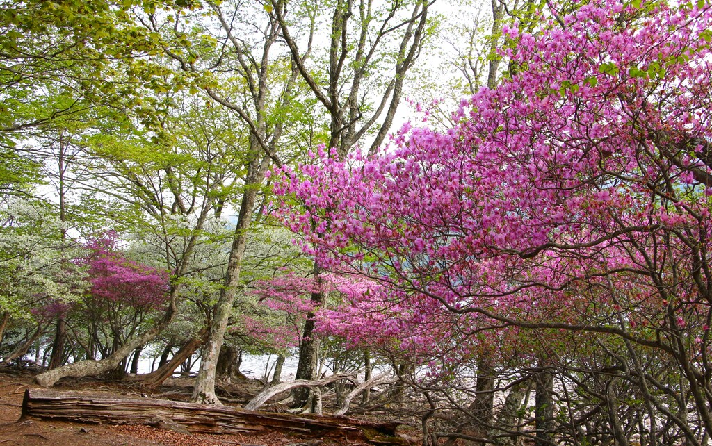 5/18(土) 日光中禅寺湖畔高山