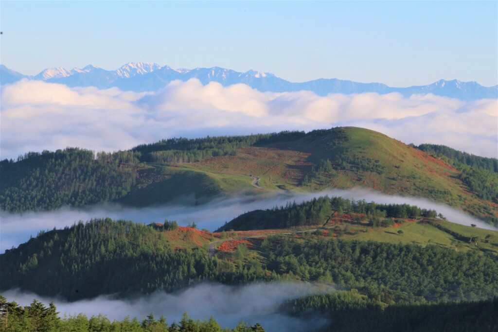 6/21(金)～22(土) レンゲツツジ咲く初夏の美ヶ原