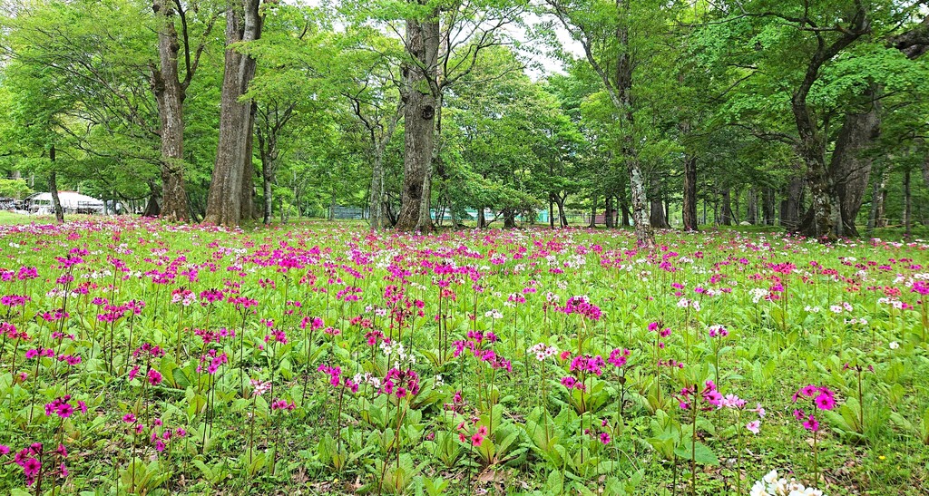 6/9(日)日光戦場ヶ原と千手ヶ浜