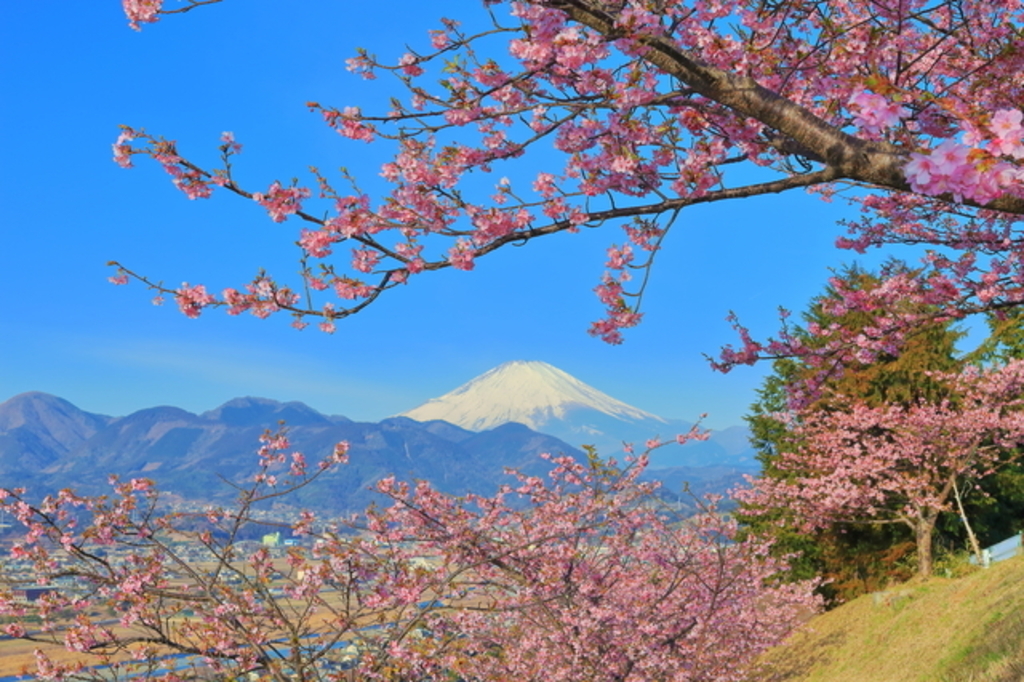 2/25(水) 河津桜、菜の花、富士山・・大野山と松田町