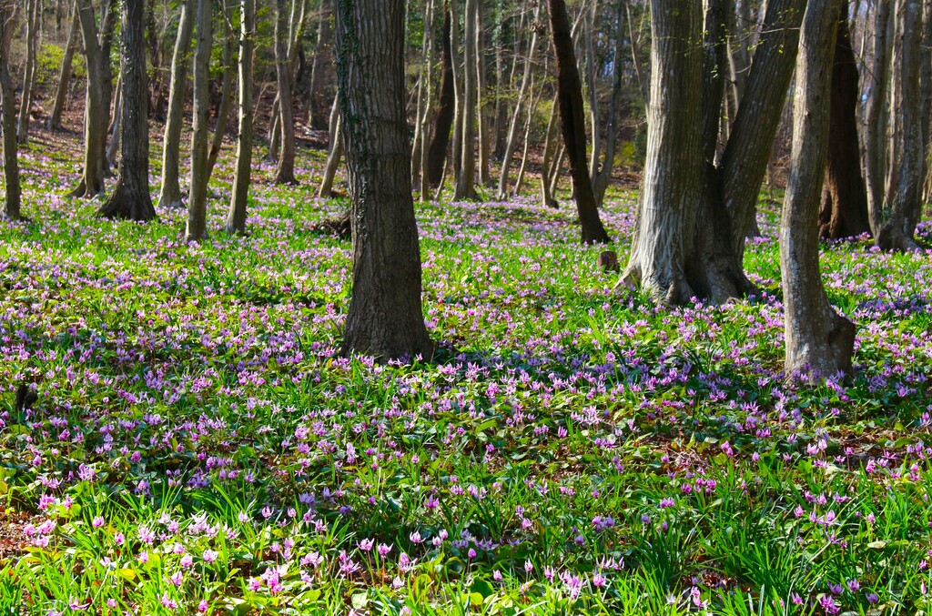 3/28(土) みかも山・カタクリ群生地を巡るハイキング