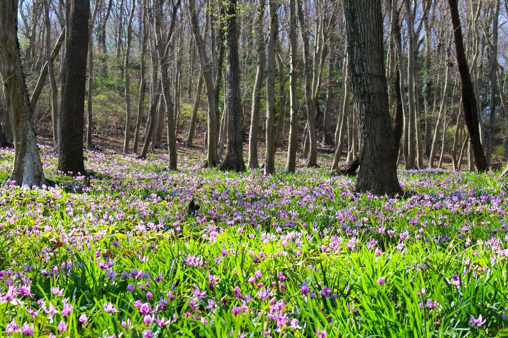 3/29(日) みかも山・カタクリ群生地を巡るハイキング
