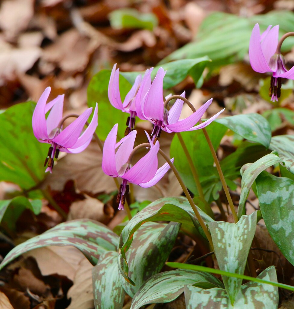 3/29(日) みかも山・カタクリ群生地を巡るハイキング