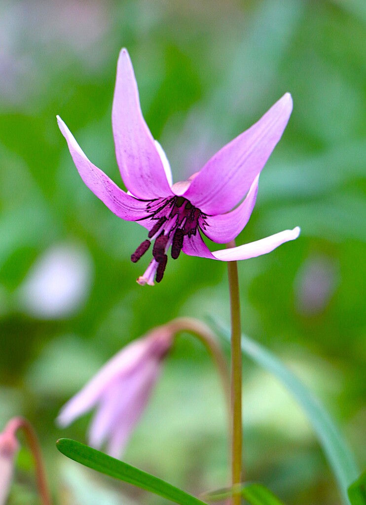 3/29(日) みかも山・カタクリ群生地を巡るハイキング