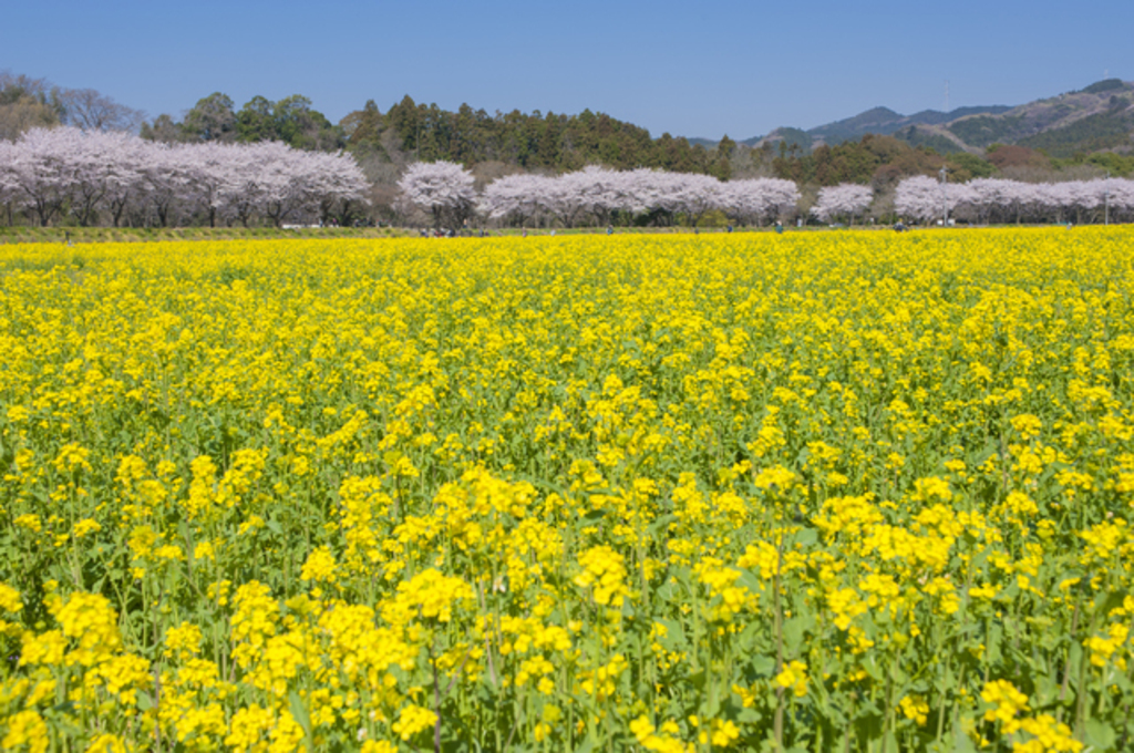 4/4(土) 桜と菜の花の巾着田と展望の日和田山
