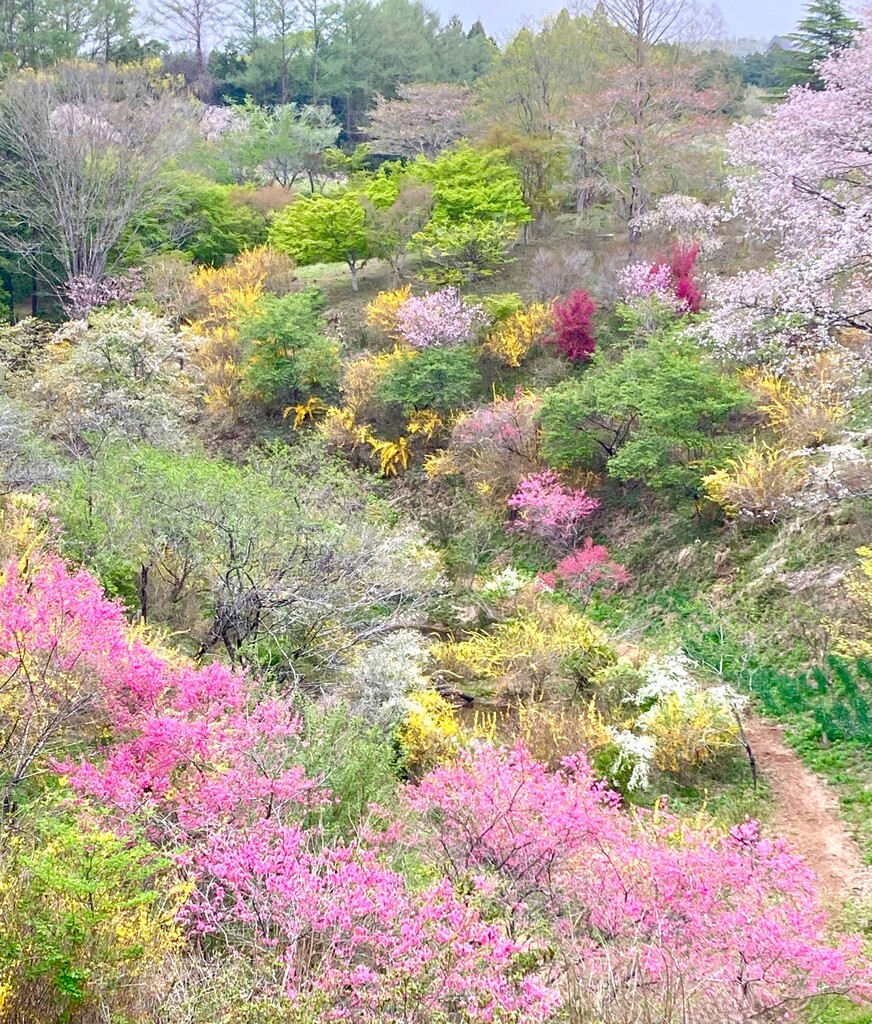 4/12(日) 「花の山」と芳賀富士、桜
