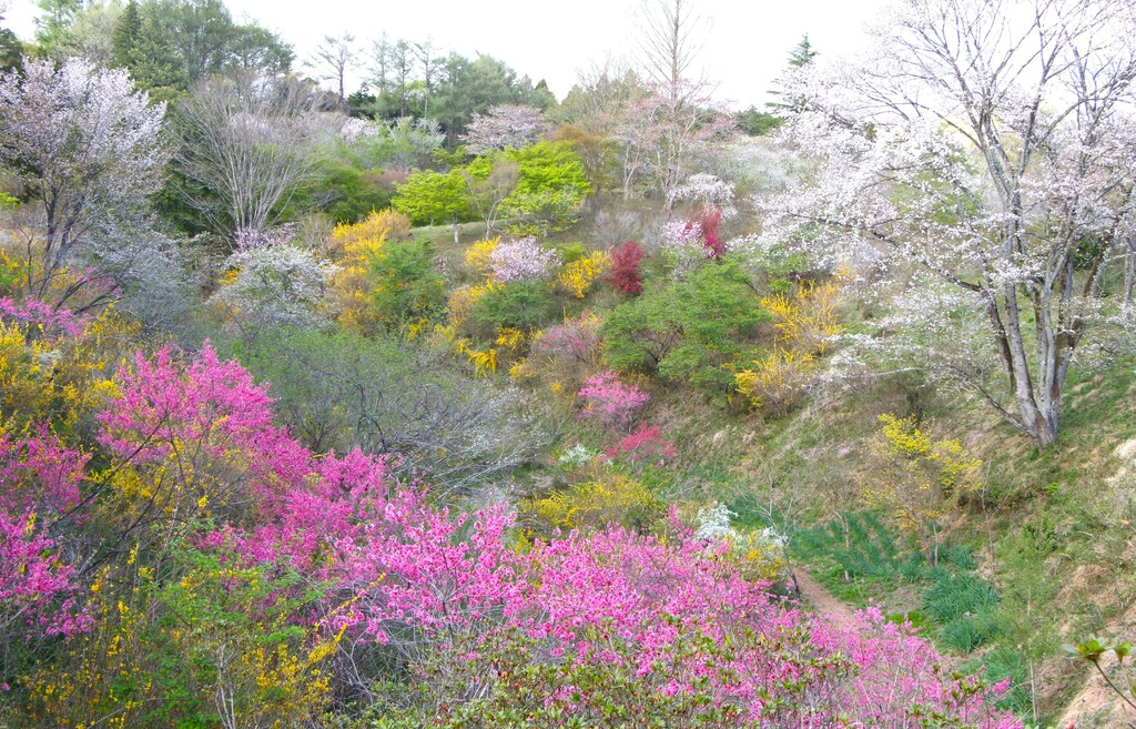 4/12(日) 「花の山」と芳賀富士、桜