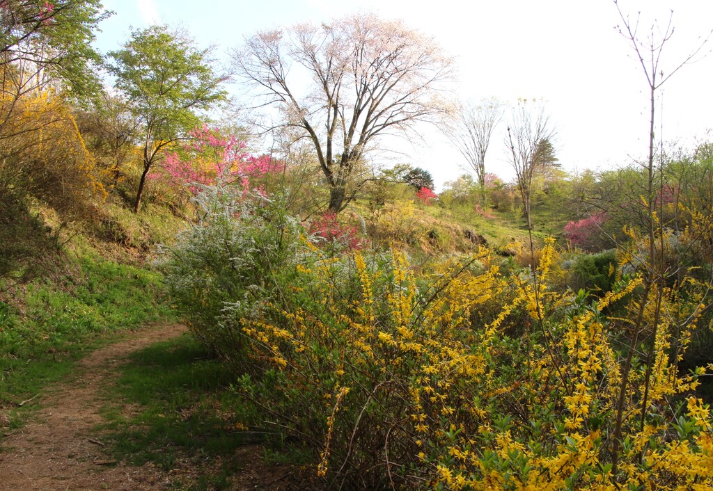 4/12(日) 「花の山」と芳賀富士、桜