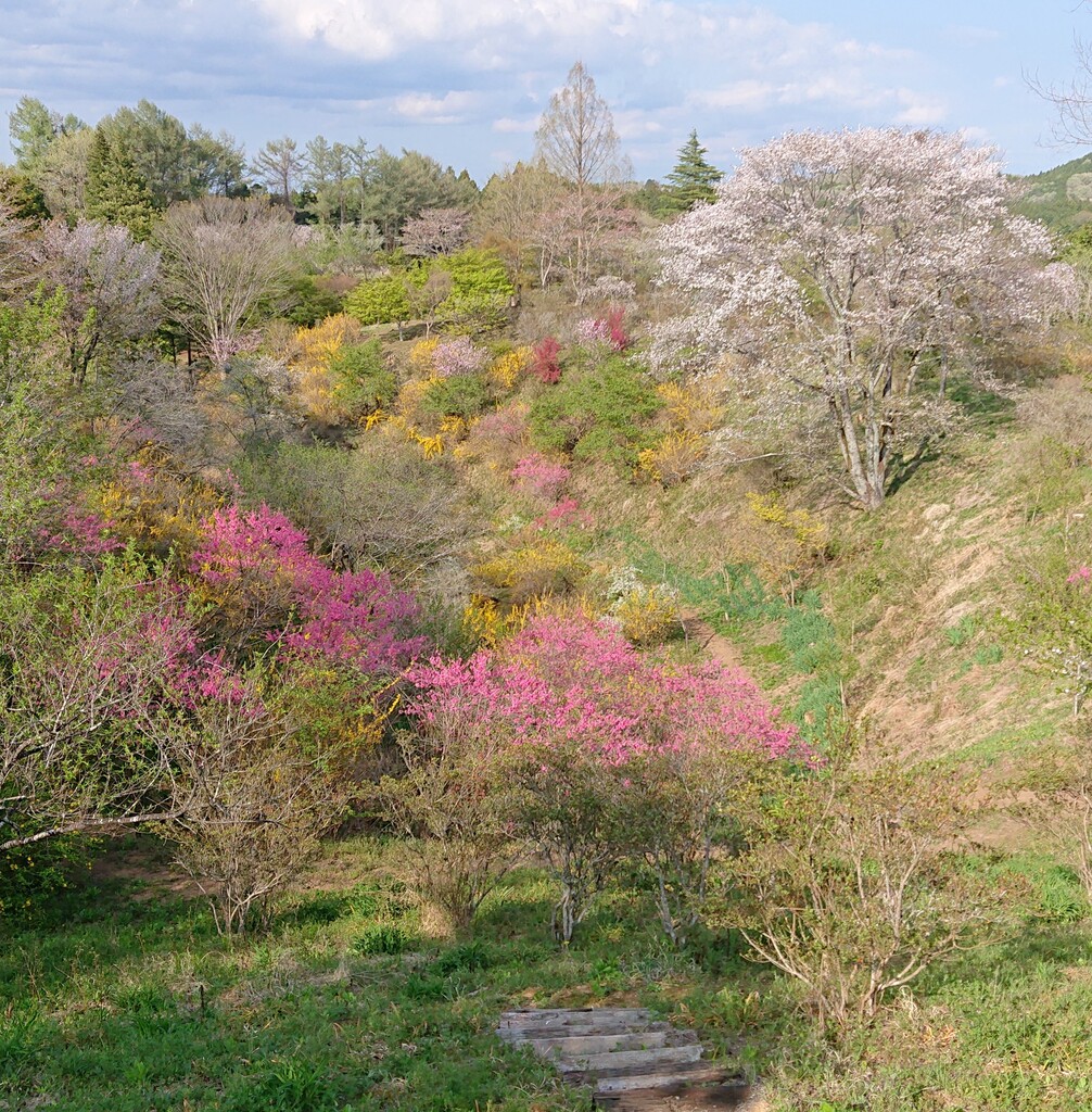 4/12(日) 「花の山」と芳賀富士、桜