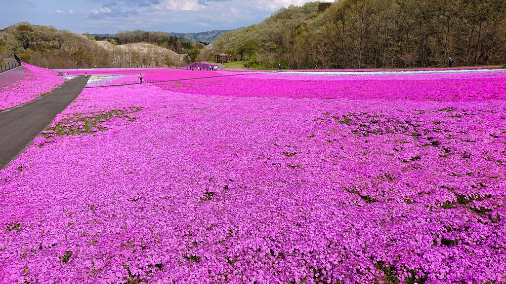 4/12(日) 「花の山」と芳賀富士、桜