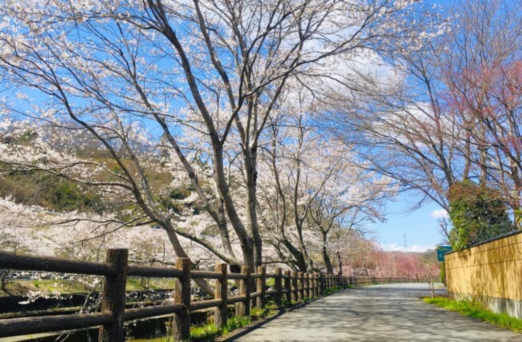 4/12(日) 「花の山」と芳賀富士、桜