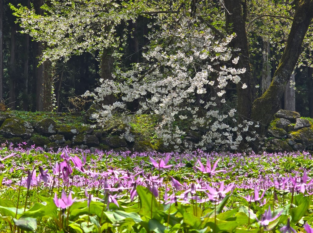 4/25(土) カタクリと春の花の宝庫 坂戸山