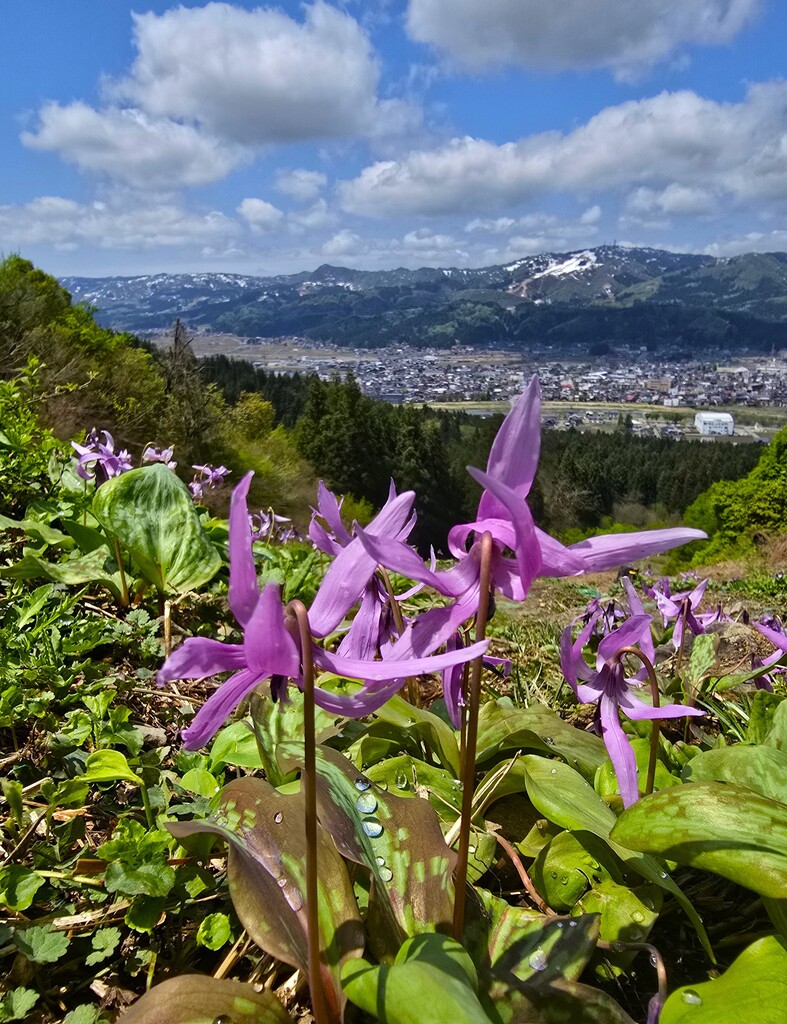 4/25(土) カタクリと春の花の宝庫 坂戸山