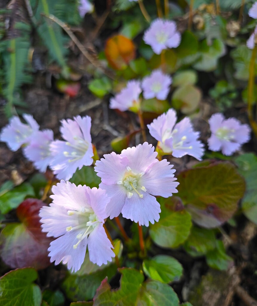 4/25(土) カタクリと春の花の宝庫 坂戸山
