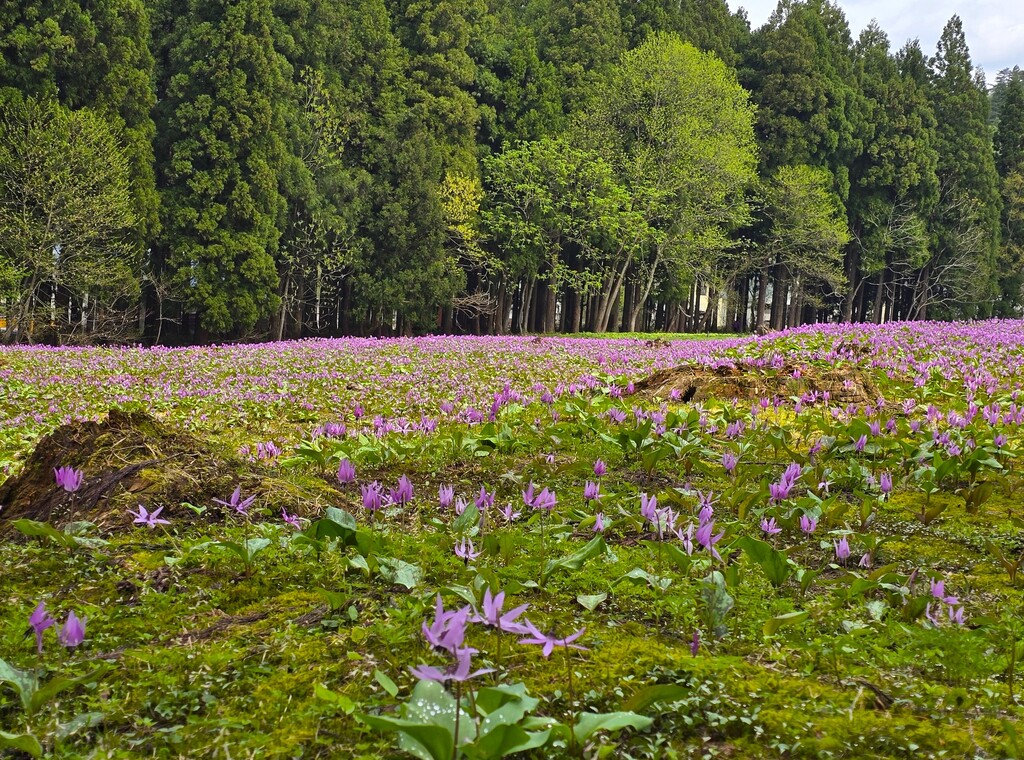 4/25(土) カタクリと春の花の宝庫 坂戸山