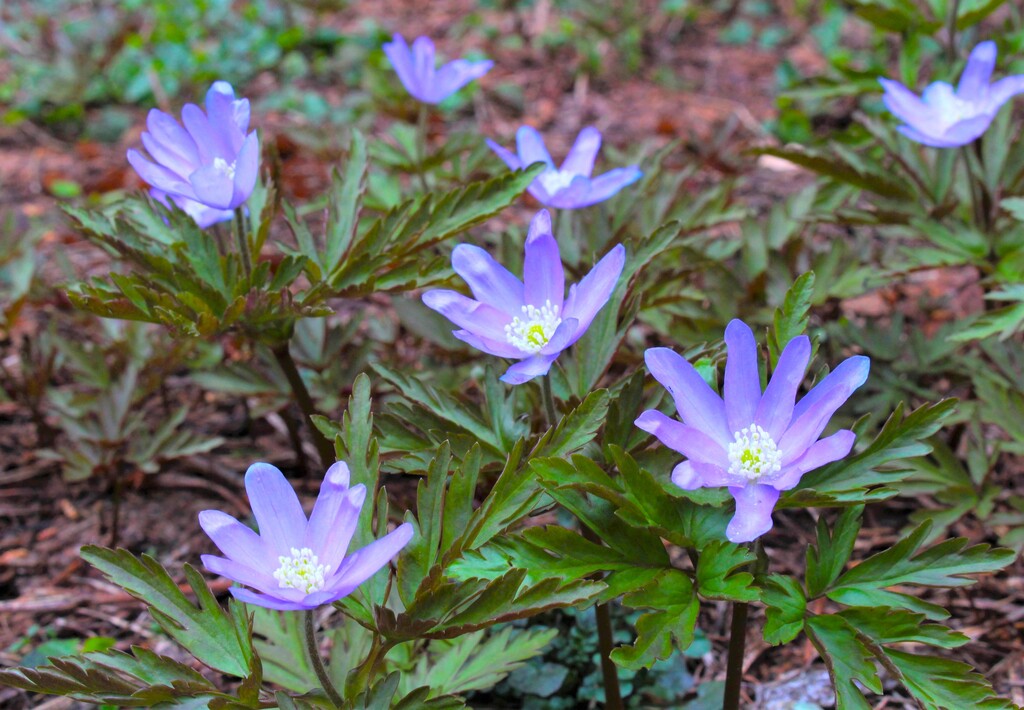 4/25(土) カタクリと春の花の宝庫 坂戸山