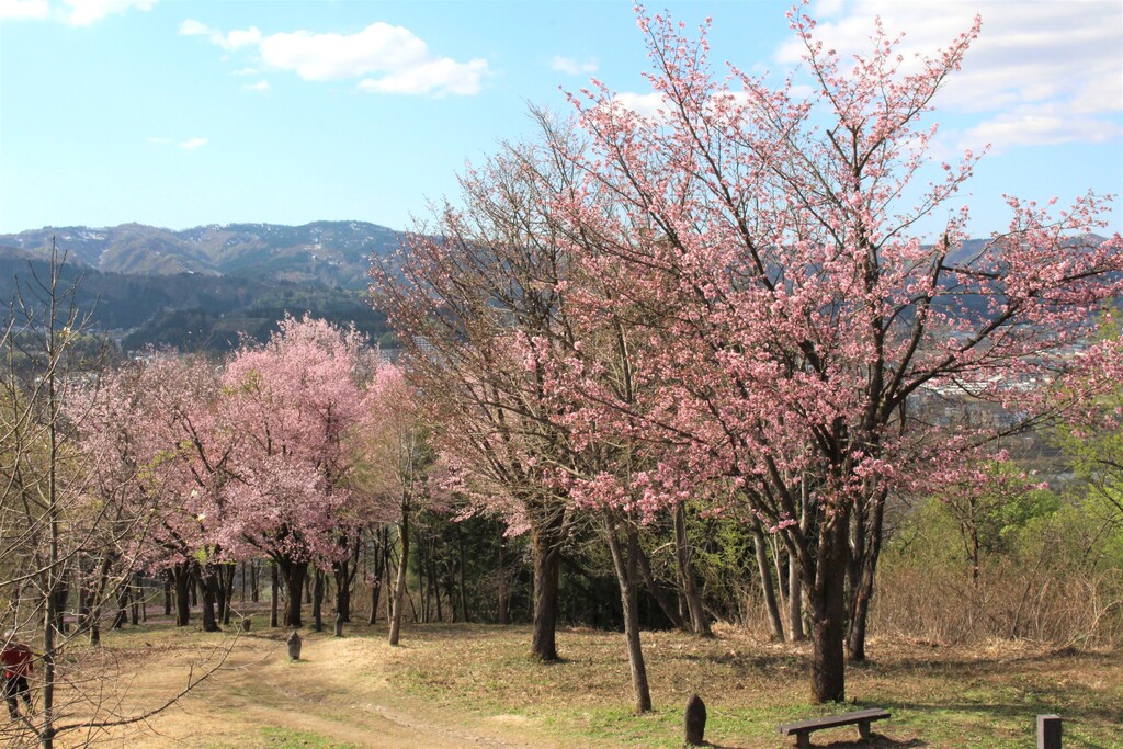 4/25(土) カタクリと春の花の宝庫 坂戸山