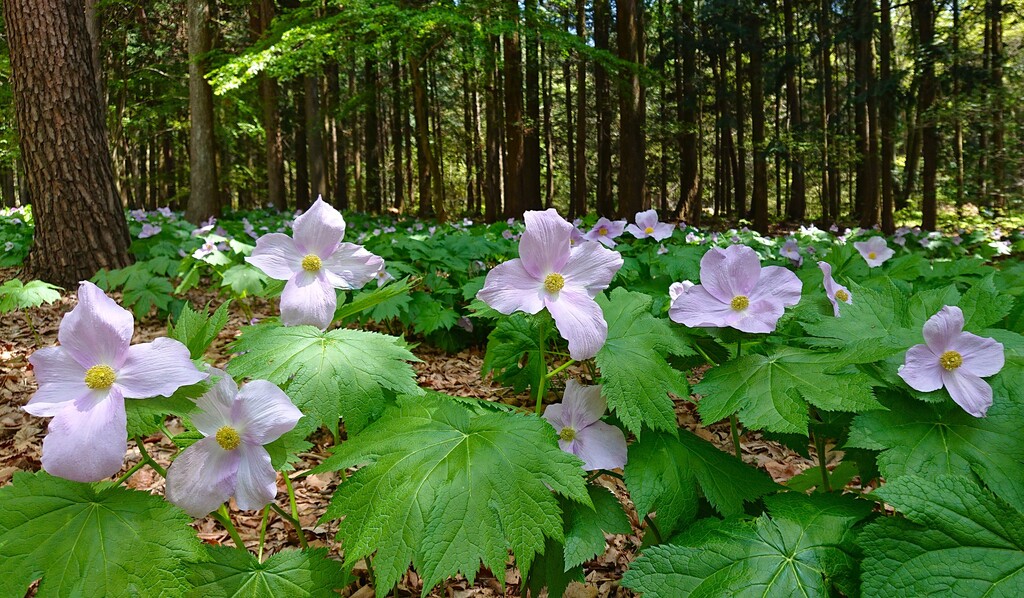 4/26(日) 赤城自然園ゆるウォーキング