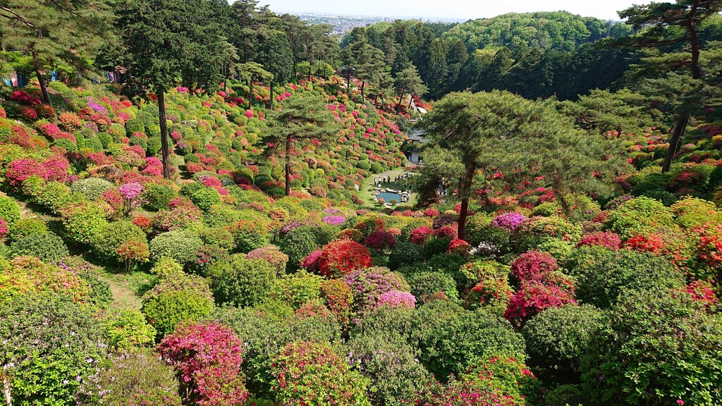 4/29(祝) ツツジの名所と春の花 霞丘陵ハイキング