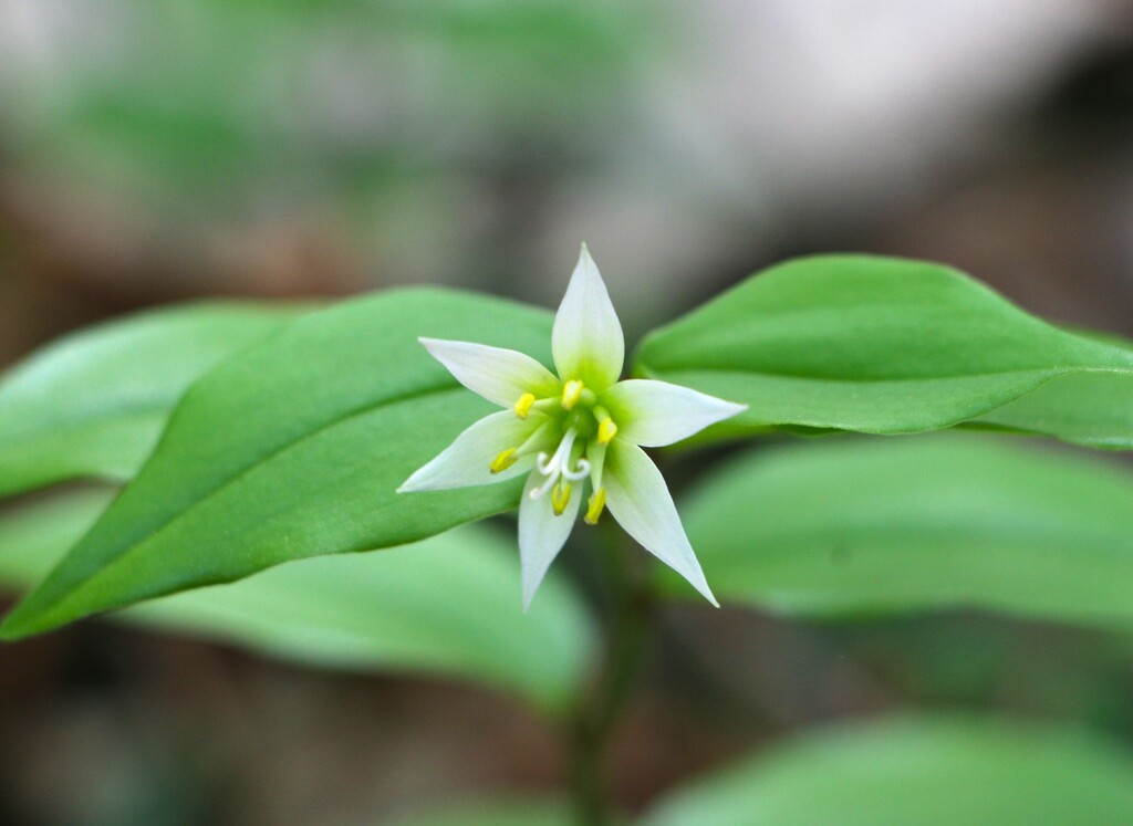 4/29(祝) ツツジの名所と春の花 霞丘陵ハイキング