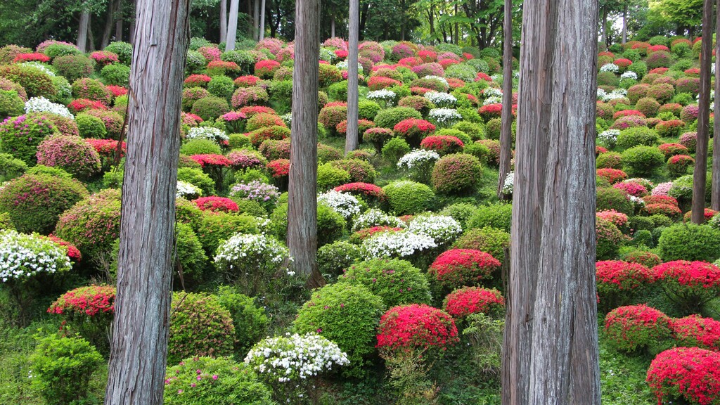 4/29(祝) ツツジの名所と春の花 霞丘陵ハイキング