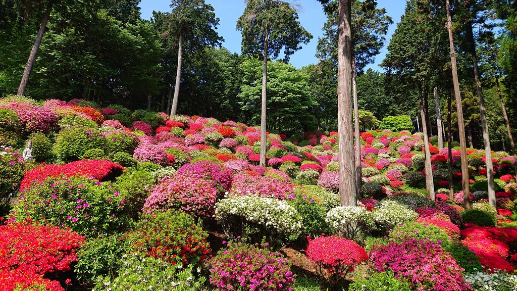 4/29(祝) ツツジの名所と春の花 霞丘陵ハイキング