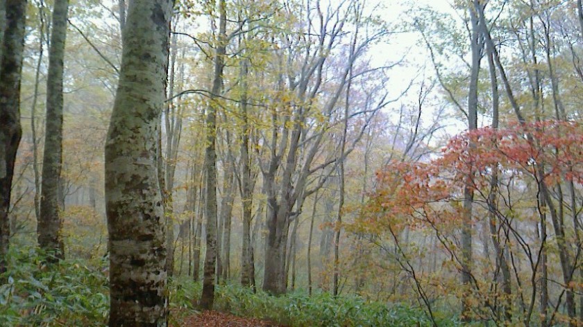 野沢温泉上ノ平とカヤノ平2013/10/19～20