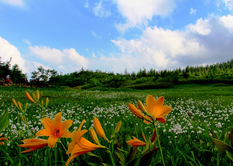 白馬八方＆栂池自然園7/26～27
