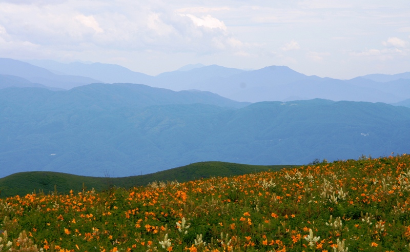 7月3連休の北八ヶ岳と霧ヶ峰