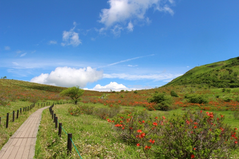 霧ヶ峰のレンゲツツジ