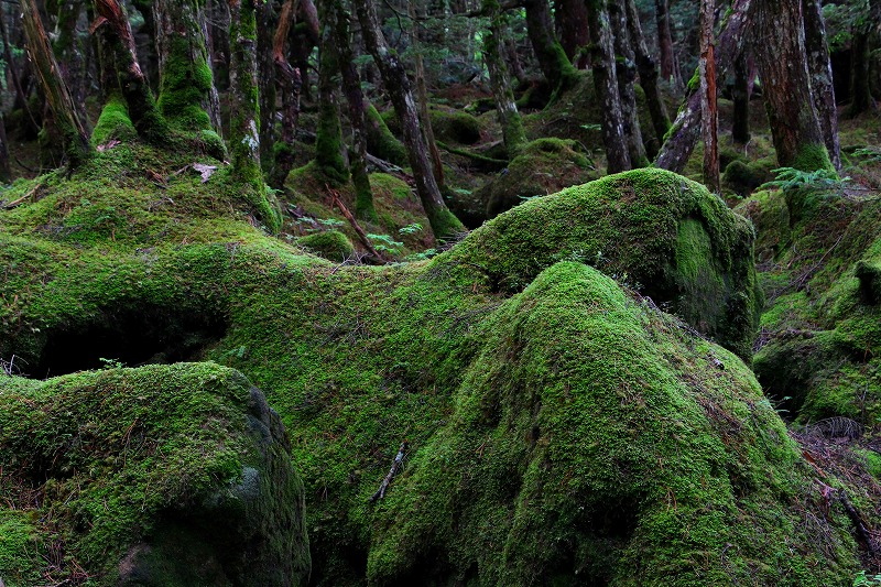 北八ヶ岳・苔の径 7月